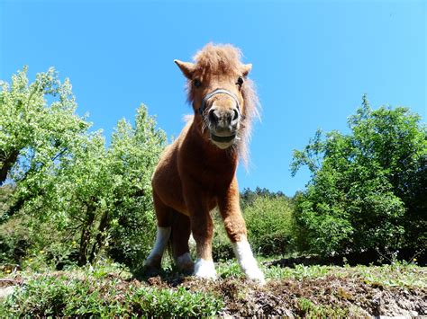 Ilustračná fotografia koňa