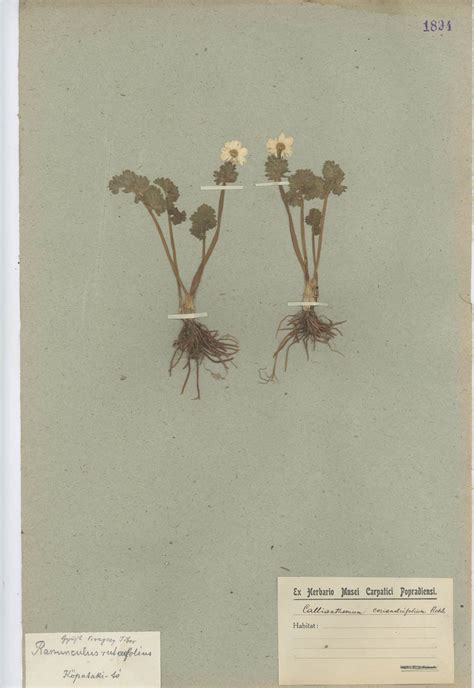 Ilustrácia herbárových položiek