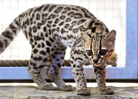 Exotické zviera v zoo