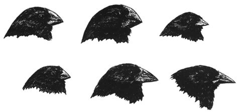 Darwinove pinky na Galapágach