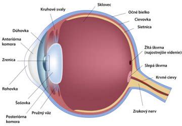 Ilustrácia oka s rôznymi problémami zraku