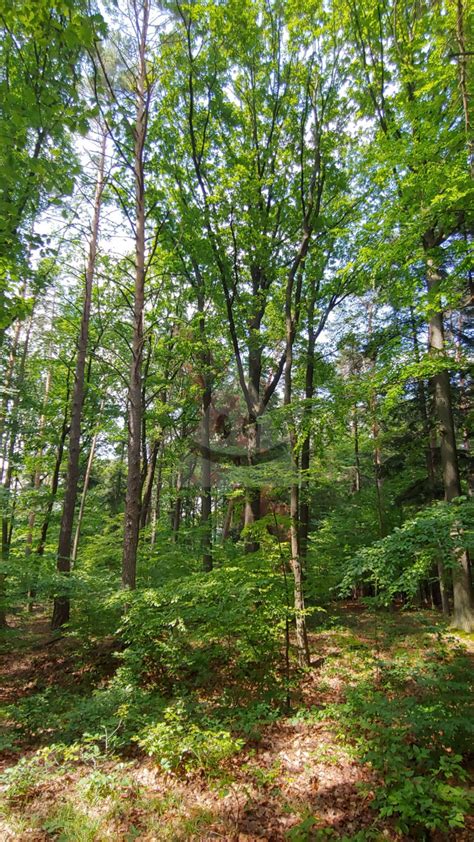 Infografika zobrazujúca rôzne spôsoby využitia lesných pozemkov