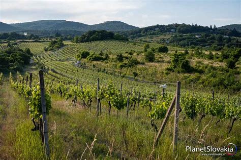 Vinice v okolí Mojmíroviec