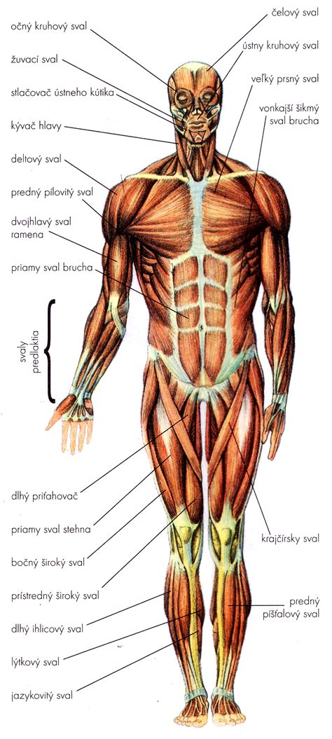 Schéma pohybového aparátu človeka