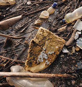 Príklady aktivít zameraných na environmentálnu výchovu