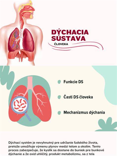 Schematický nákres ľudskej dýchacej sústavy
