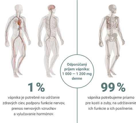 Znázornenie ťažiska v ľudskom tele v rôznych polohách
