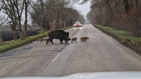Ilustračná fotografia veterinárnej sestry pracujúcej so zvieraťom