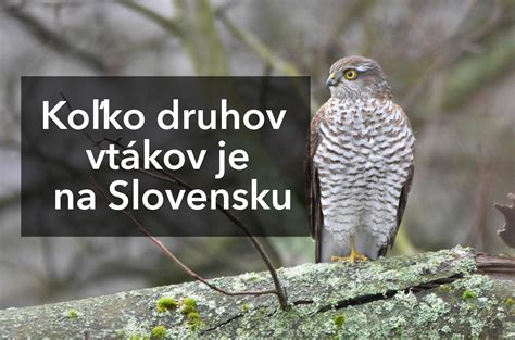 Ilustrácia rôznych druhov vtákov