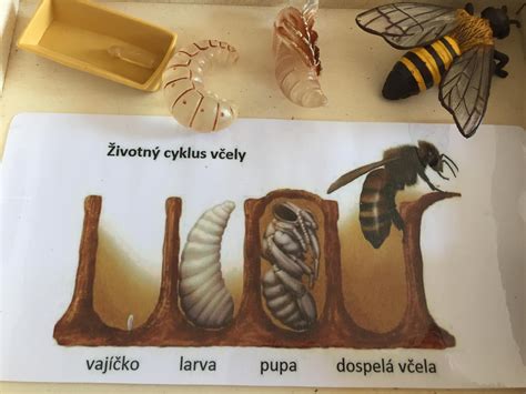 Štruktúra včelieho plástu